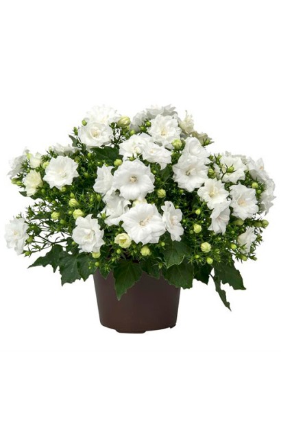 Campanula ‘Elizabeth White’